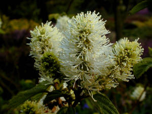Fothergilla major - flower cluster - Winter flowers and brilliant autumn foliage display